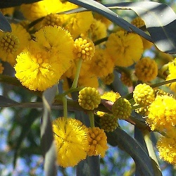 Mimosa