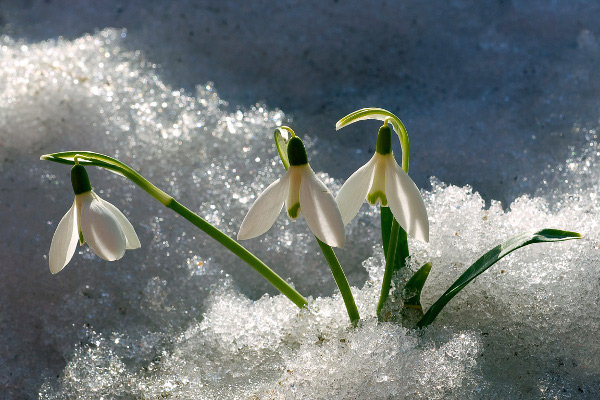 Campanilla de invierno, por Joaquim Reberté Ferrán (CC). Banco de imágenes y sonidos del ITE