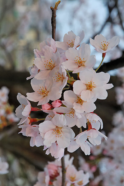 Sakura en Fukushima (GNU FDL. Wikimedia Commons)